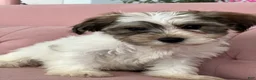Havanese dogs for sale: Slater - Ad 3