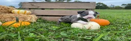 Boston Terrier dogs for sale: Macy - Ad 5