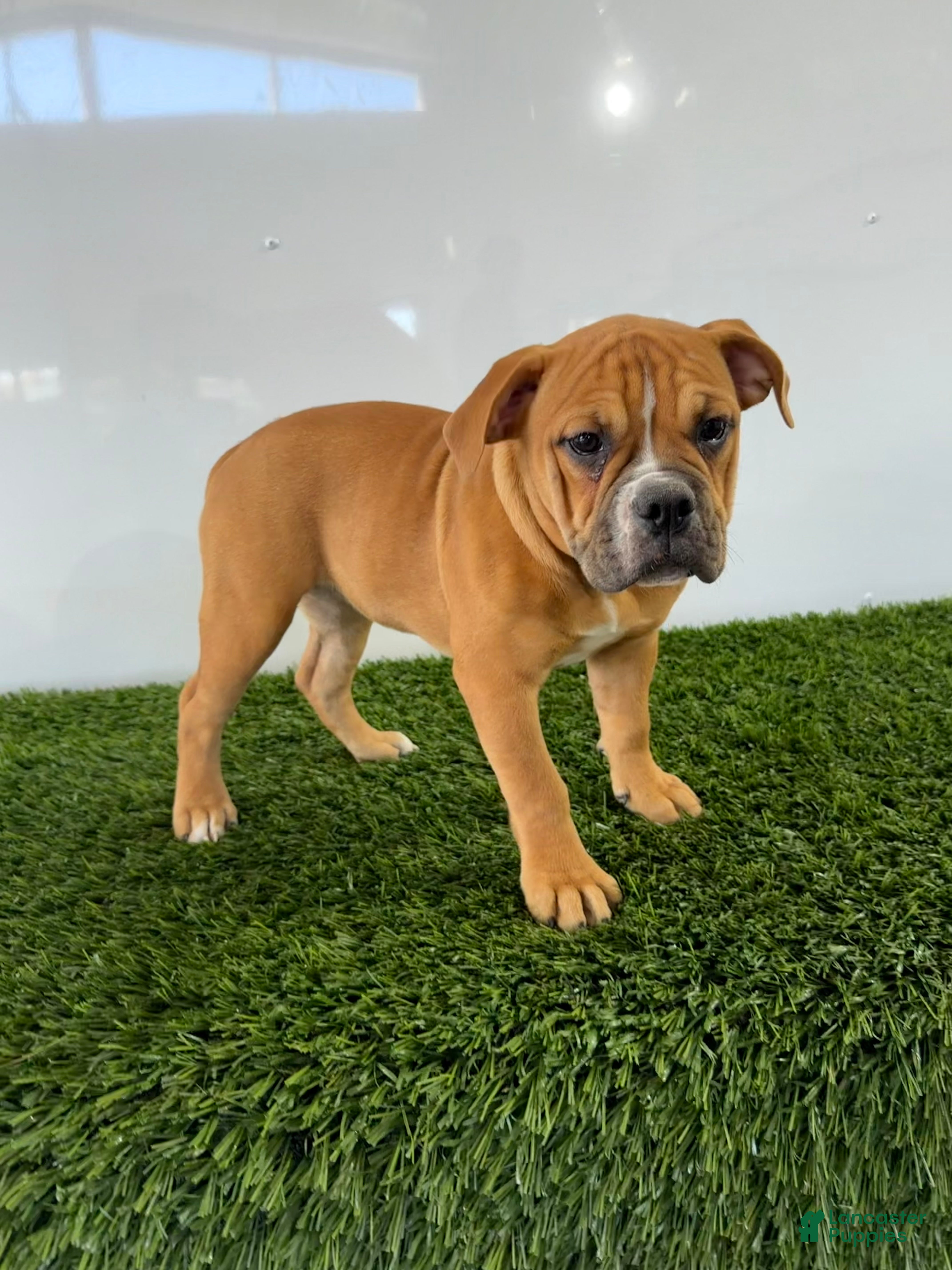 Olde English Bulldogge dogs for sale: Nicole - Ad 1
