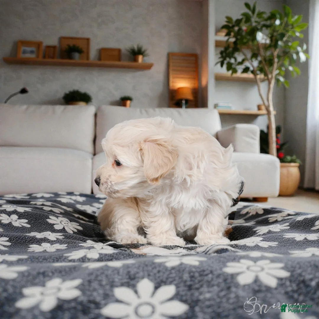 Maltipoo dogs for sale: julia - Ad 8