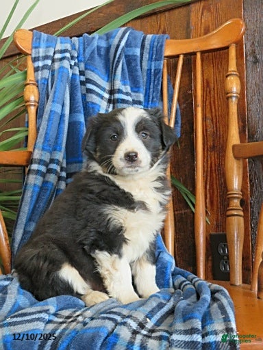 Miniature Australian Shepherd dogs Murphy - Ad 16