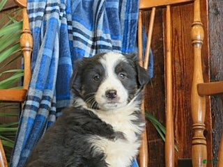 Miniature Australian Shepherd dogs Murphy - Ad 20
