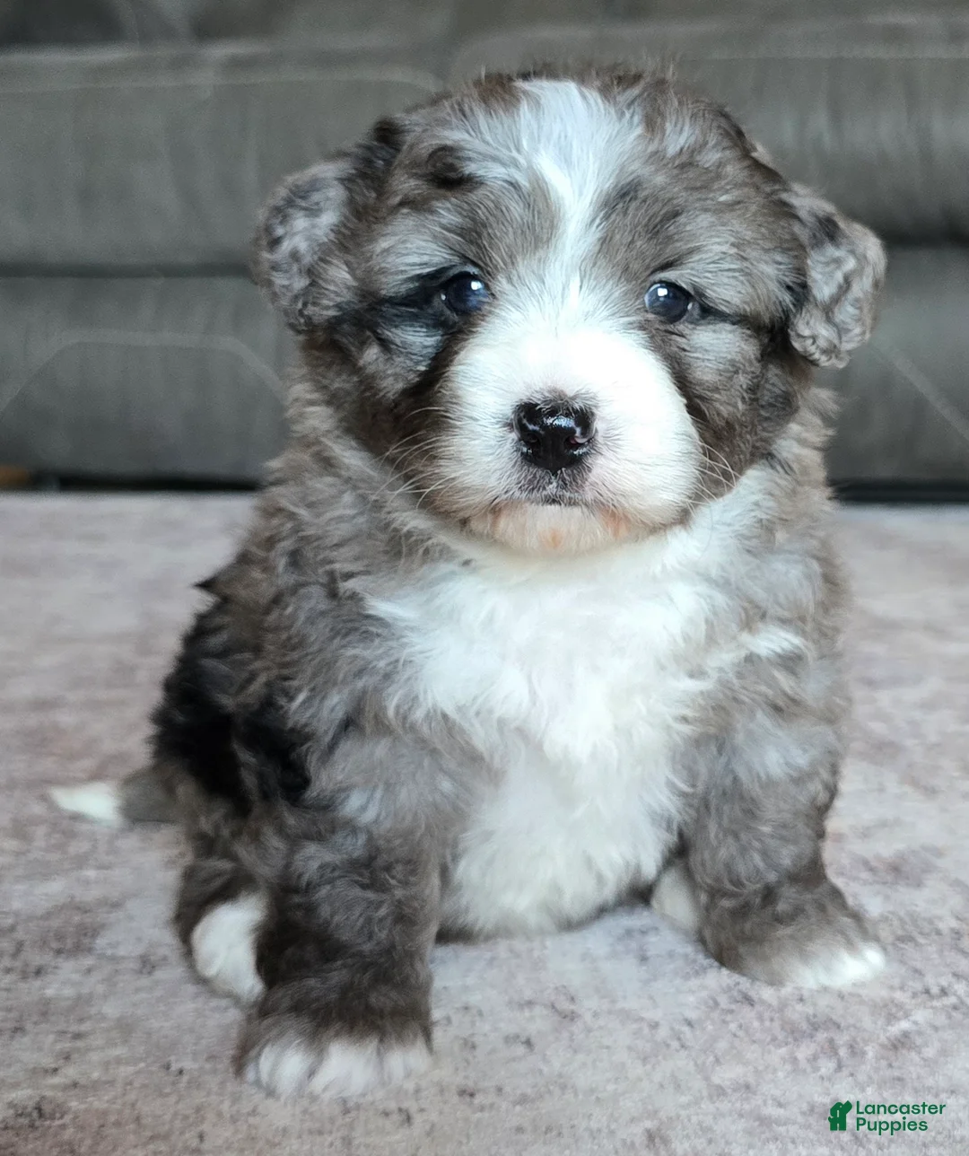Mini Bernedoodle dogs for sale: Mini Sasha - Ad 1