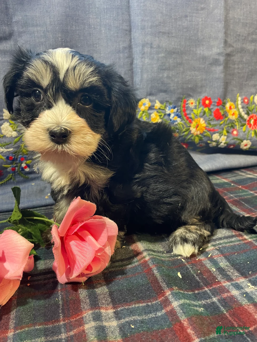 Havanese dogs for sale: Gizmo - Ad 4