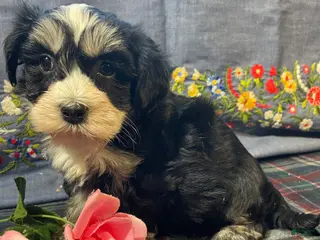 Havanese dogs Gizmo - Ad 42