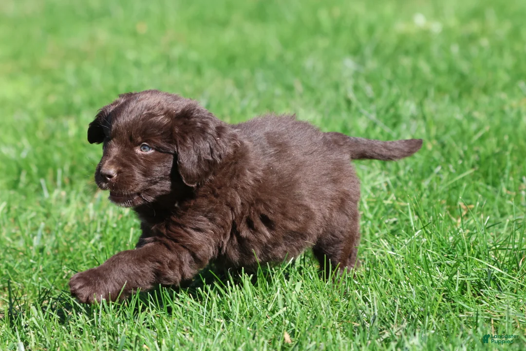 Newfoundland dogs for sale: Hersheys - Ad 1