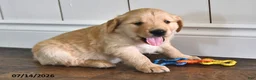 Mixed Breed dogs for sale: Thatcher - Ad 5
