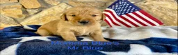 Golden Retriever dogs for sale: Mr Dark Blue - Ad 1