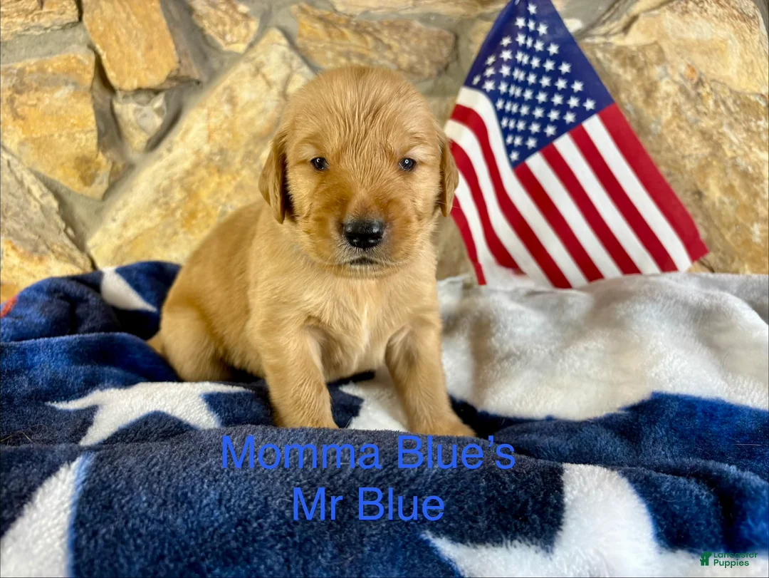 Golden Retriever dogs for sale: Mr Dark Blue - Ad 1