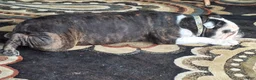 English Bulldog dogs for sale: English Bulldog 3 - Ad 6
