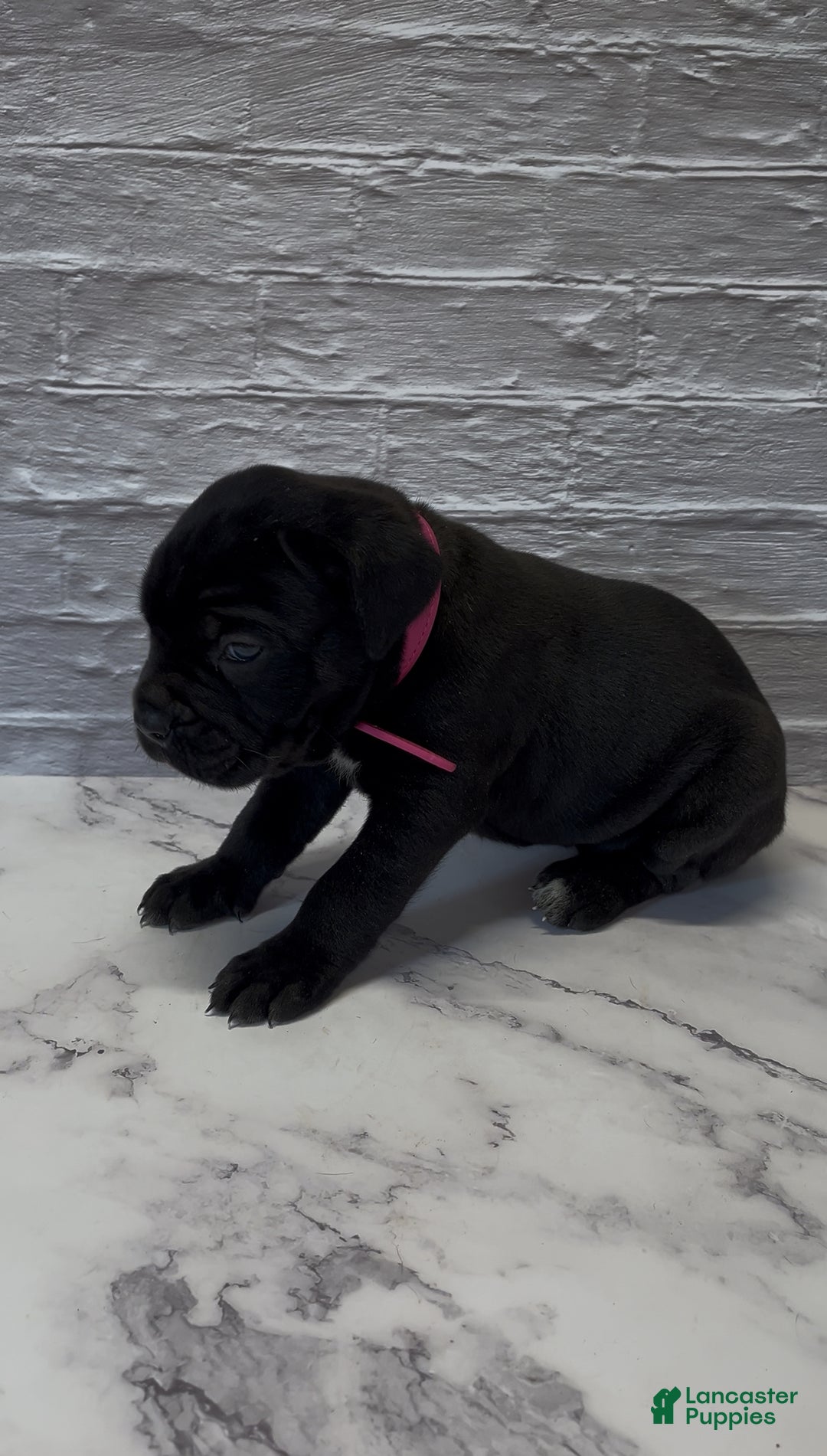 Cane Corso dogs for sale: AKC-Kimbra - Ad 5