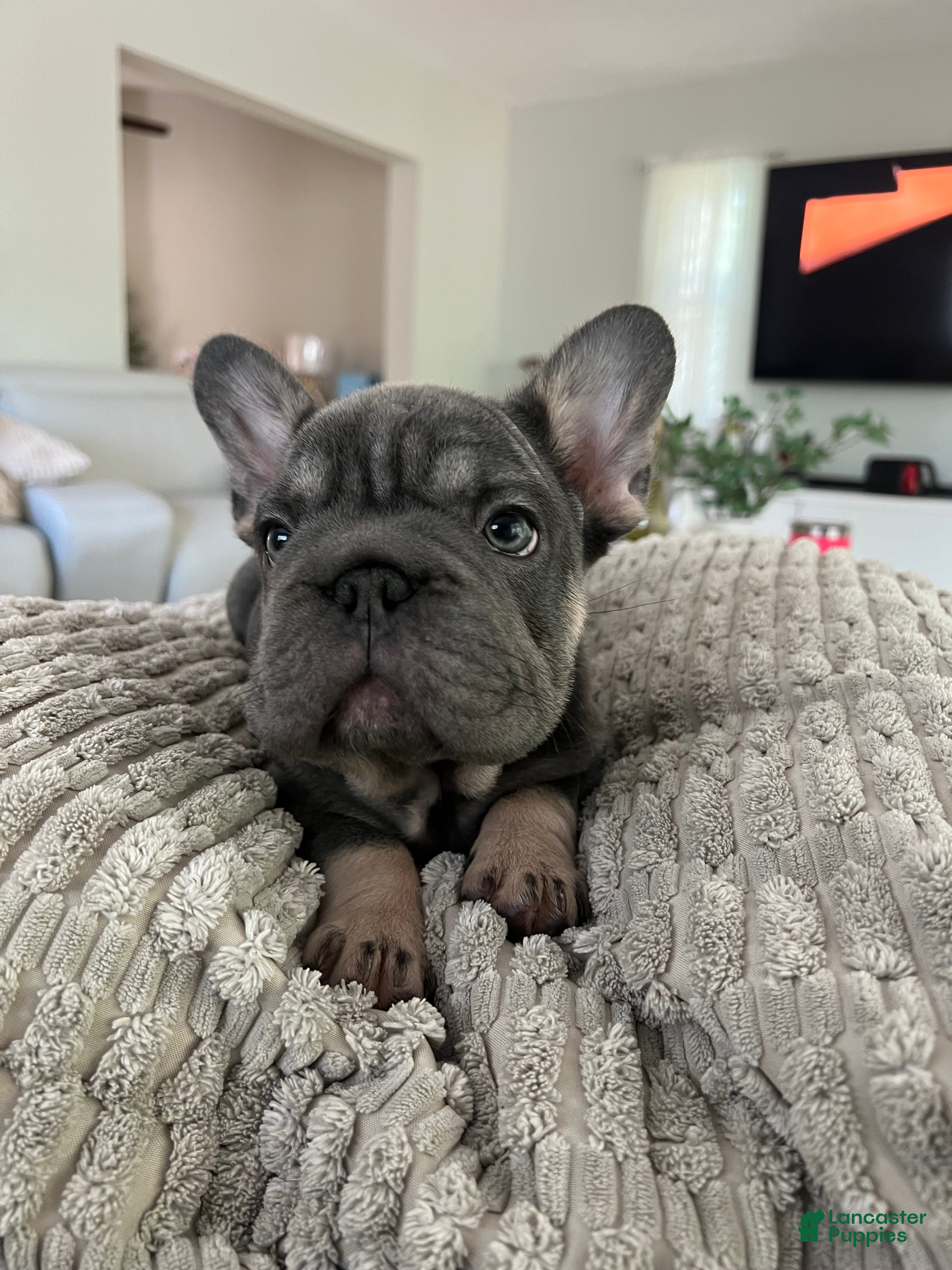 French Bulldog dogs Blue - Ad 19