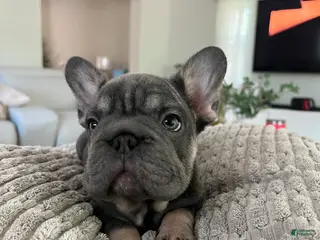 French Bulldog dogs Blue - Ad 19