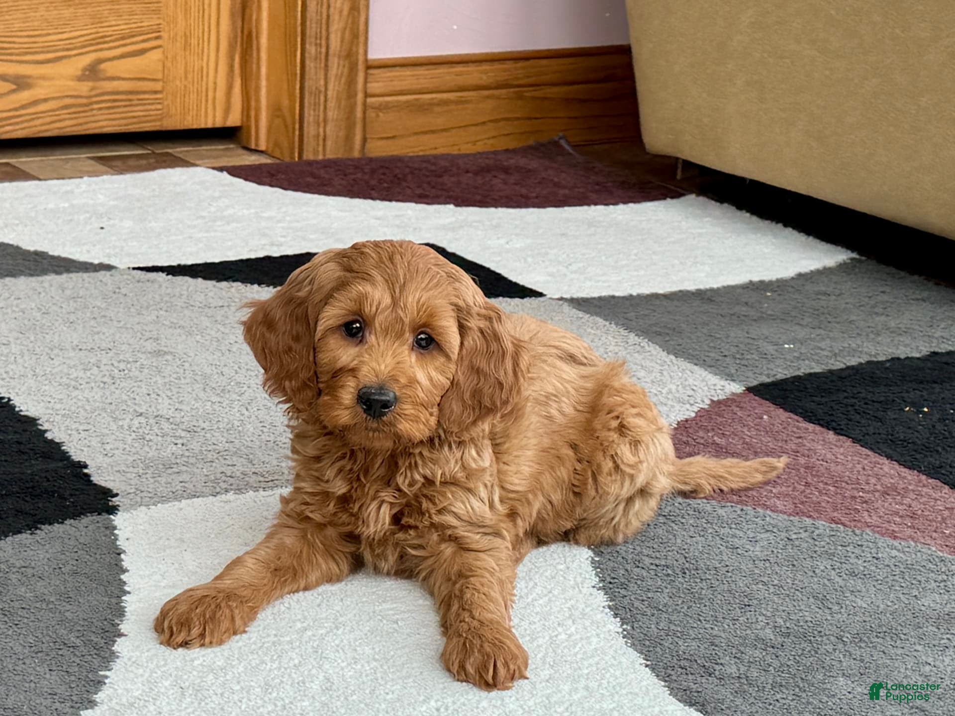 Cockapoo dogs Manny - Ad 2