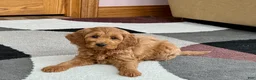 Cockapoo dogs for sale: Manny - Ad 2