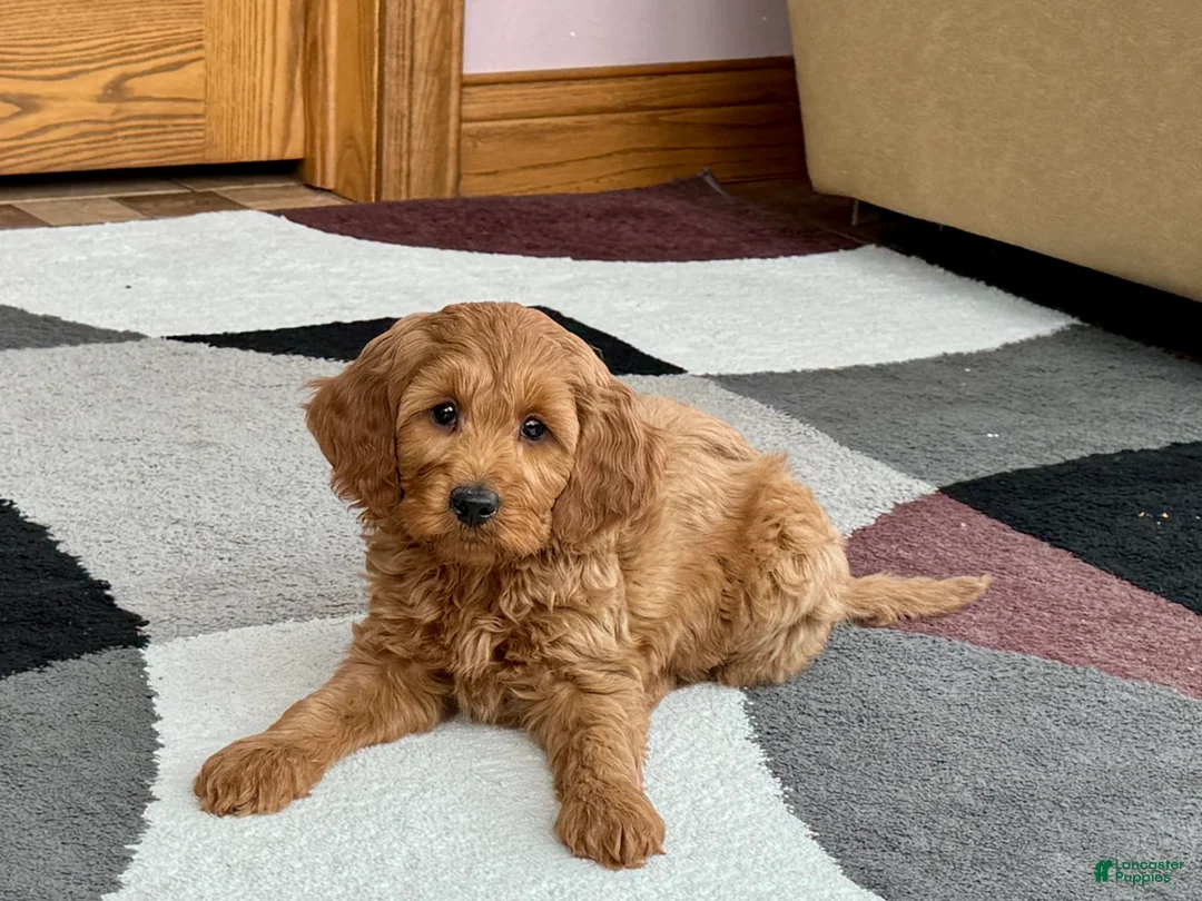 Cockapoo dogs for sale: Manny - Ad 2