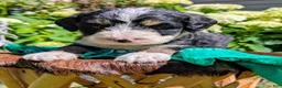 Bernedoodle dogs for sale: BEAR CUB - Ad 5