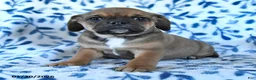 Puggle dogs for sale: Snickers  - Ad 5