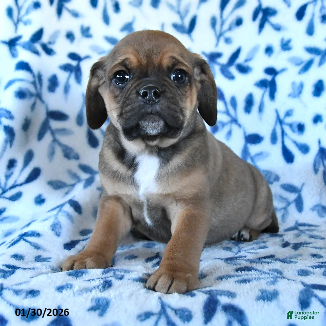 Puggle dogs for sale: Snickers  - Ad 5