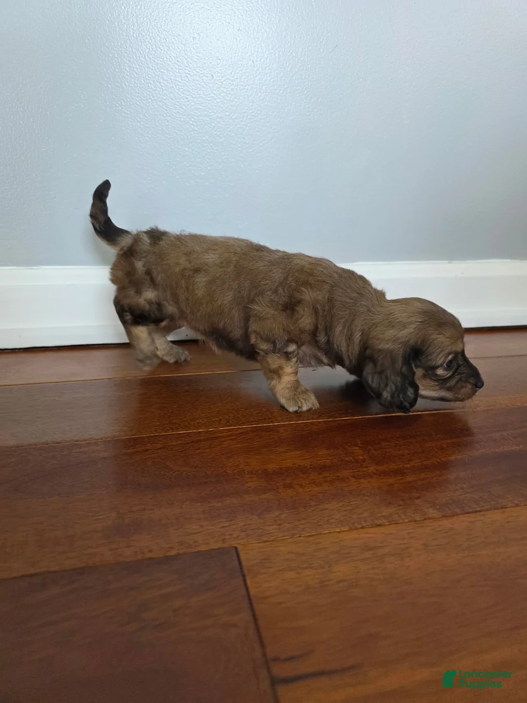 Miniature Dachshund dogs for sale: Kristy  - Ad 1