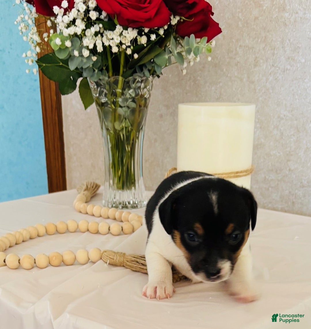 Rat Terrier dogs for sale: Sassy - Ad 1
