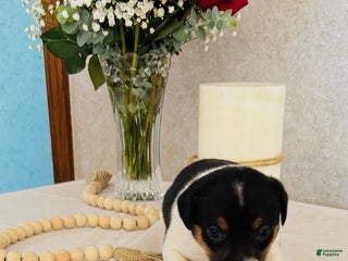 Rat Terrier dogs Sassy - Ad 7