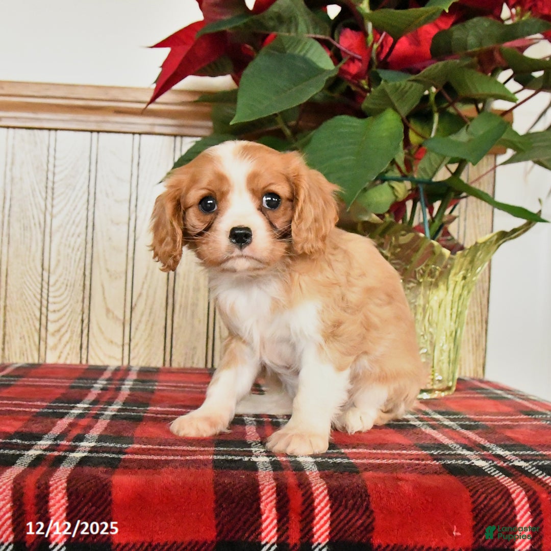 Cavalier King Charles Spaniel dogs for sale: Lilly - Ad 2