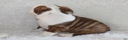 English Bulldog dogs for sale: Hudson - Ad 7