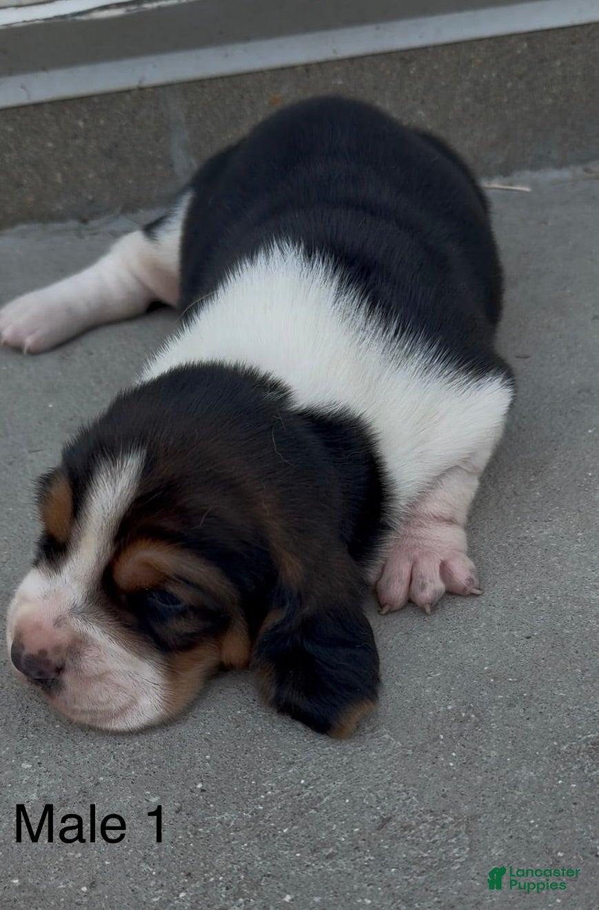 Basset Hound dogs Barney - Ad 37