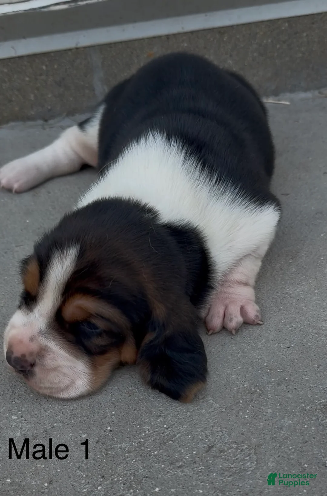 Basset Hound dogs for sale: Barney - Ad 1