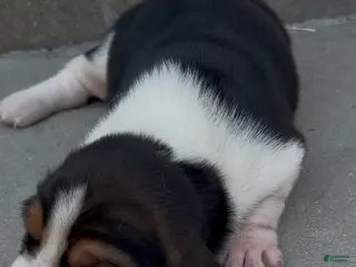 Basset Hound dogs Barney - Ad 37