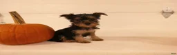 Yorkshire Terrier dogs for sale: Abby  - Ad 10