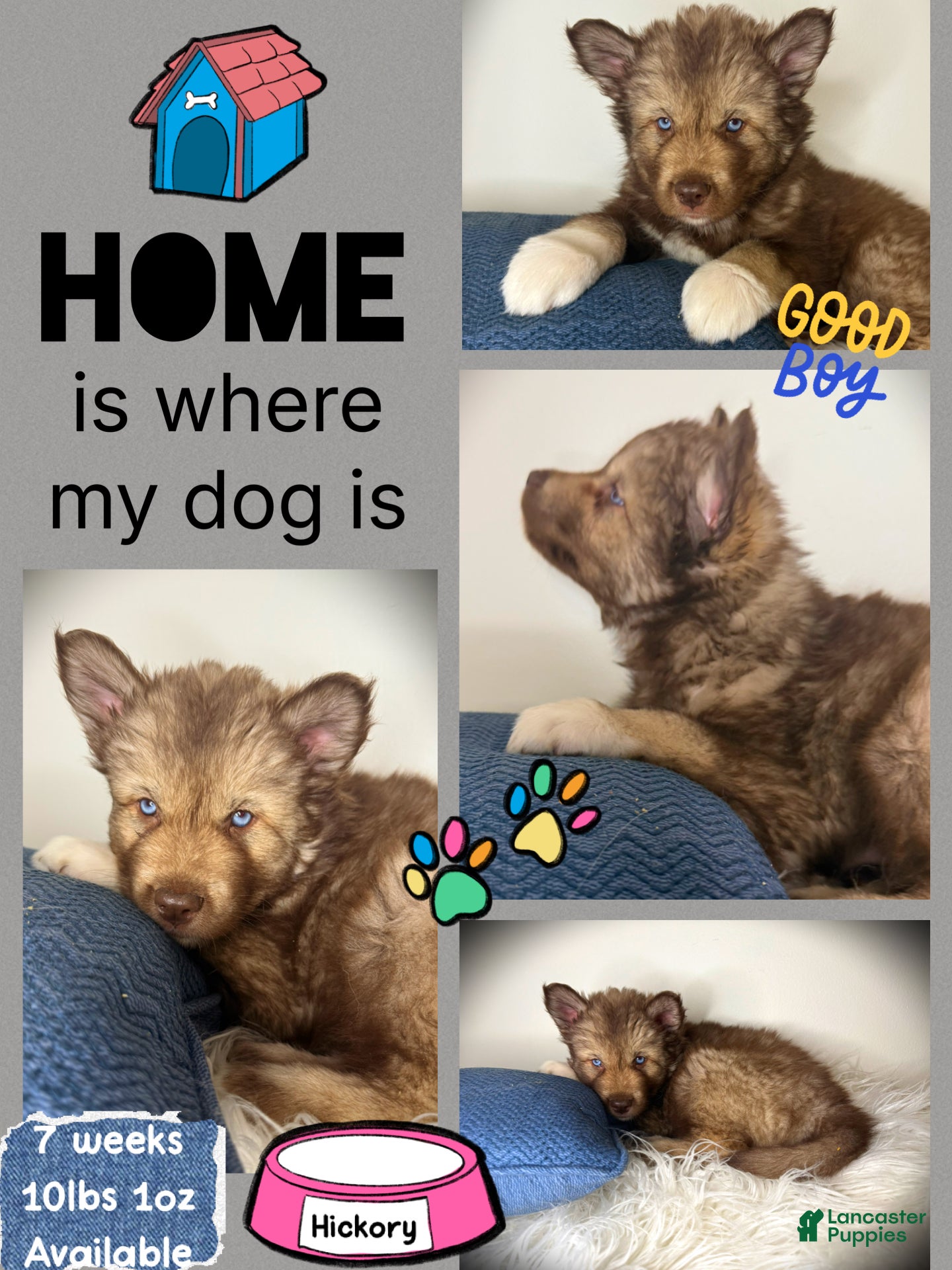 Siberian Husky dogs Hickory - Ad 28