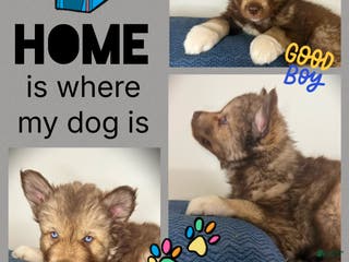 Siberian Husky dogs Hickory - Ad 28