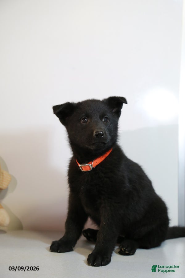 German Shepherd dogs Mikala - Ad 2