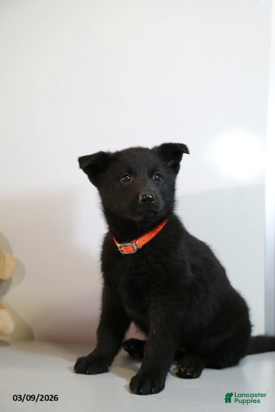 German Shepherd dogs for sale: Mikala - Ad 2