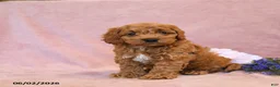 Cavapoo dogs for sale: Franklin - Ad 4