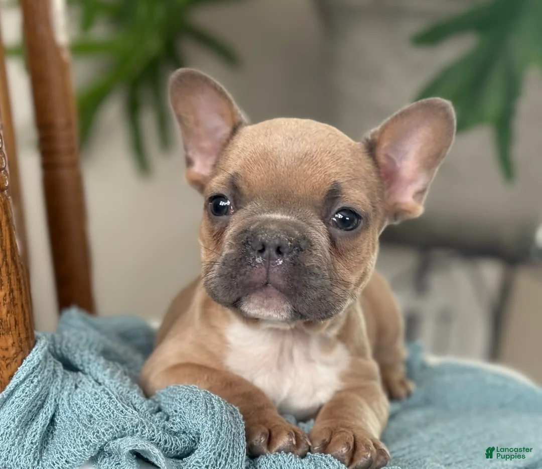 French Bulldog dogs for sale: Wilder - Ad 15