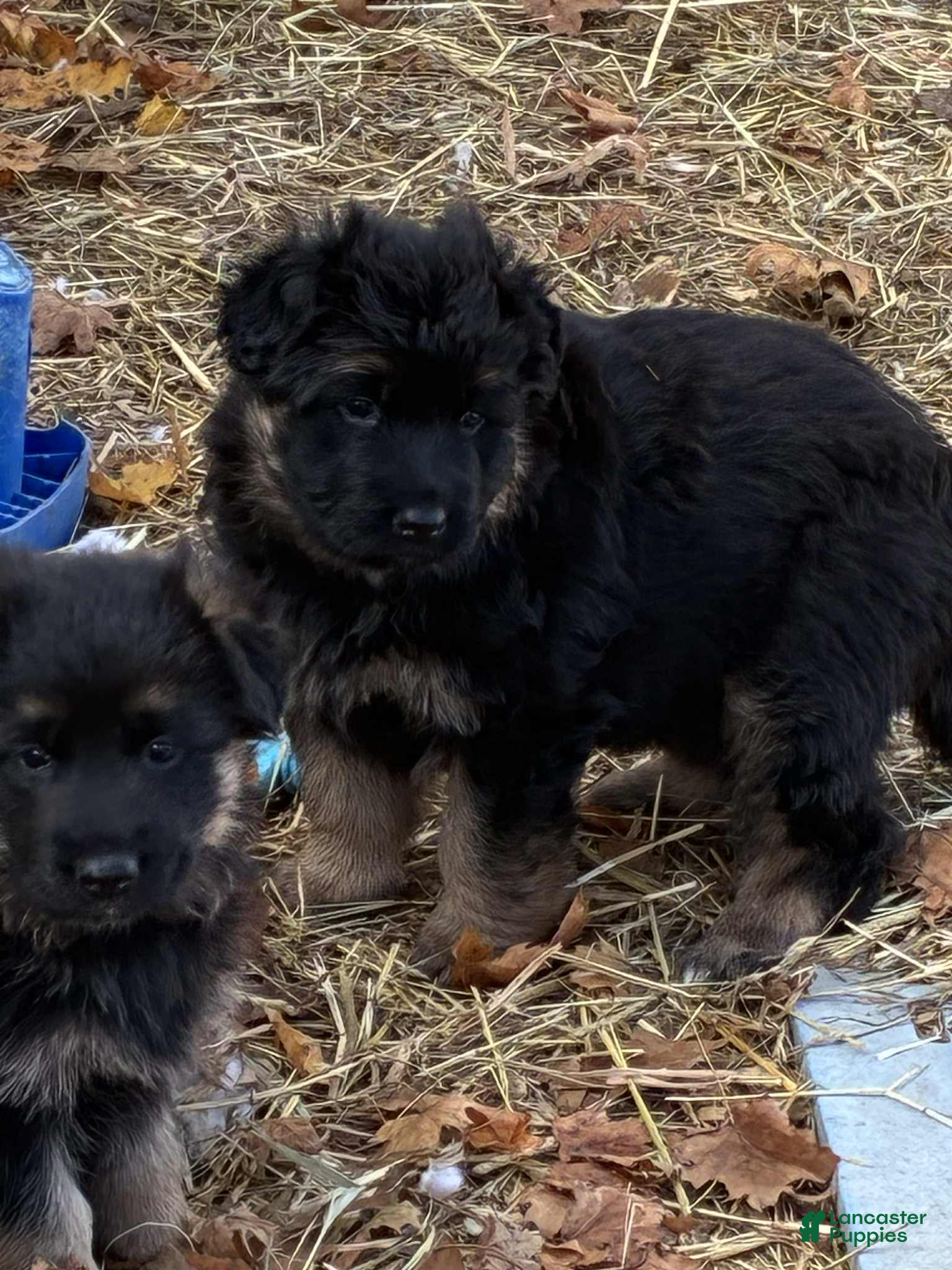 German Shepherd dogs German Shepherd Puppy 3 - Ad 5