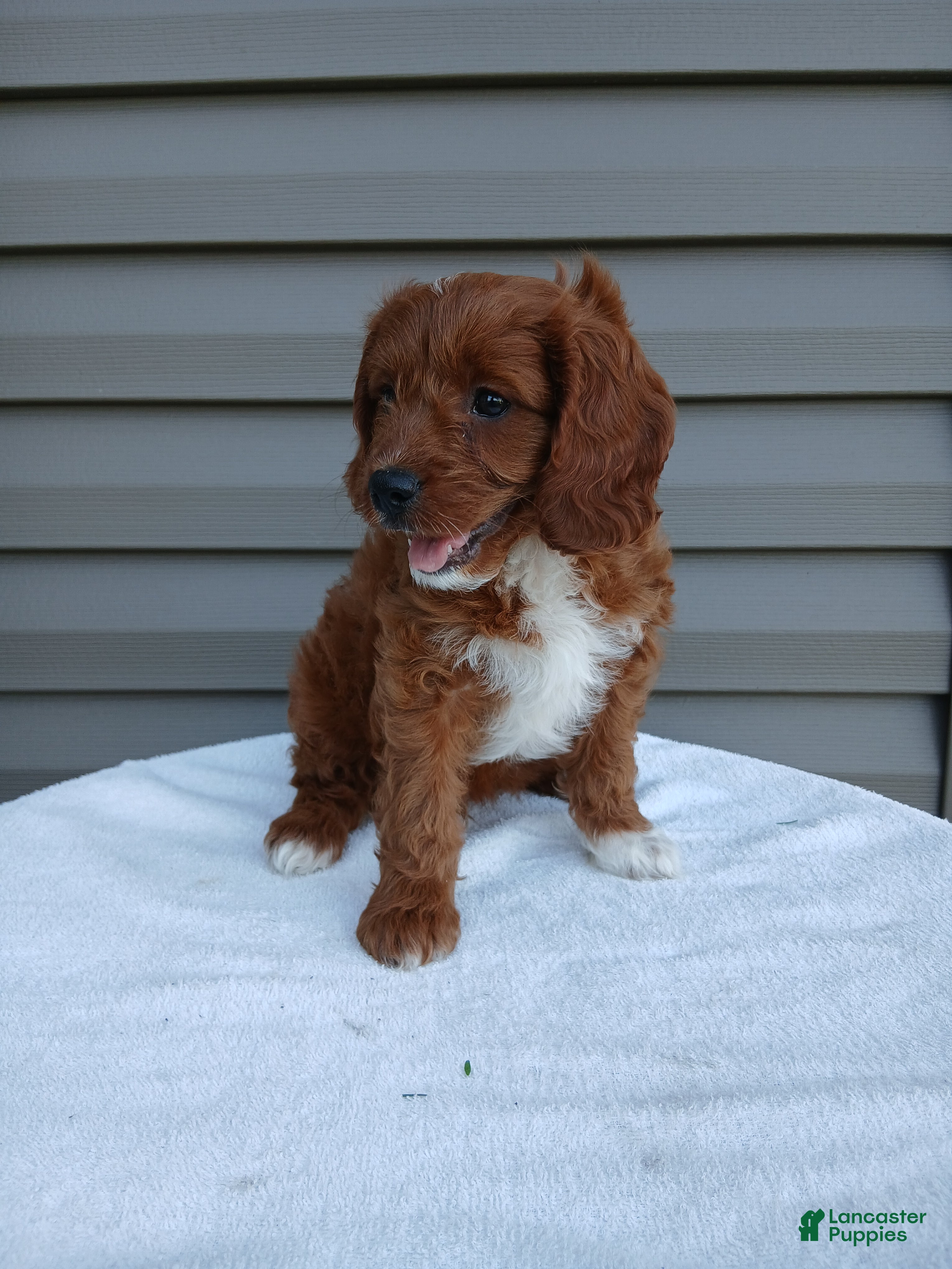 Cavapoo dogs Pepper - Ad 1