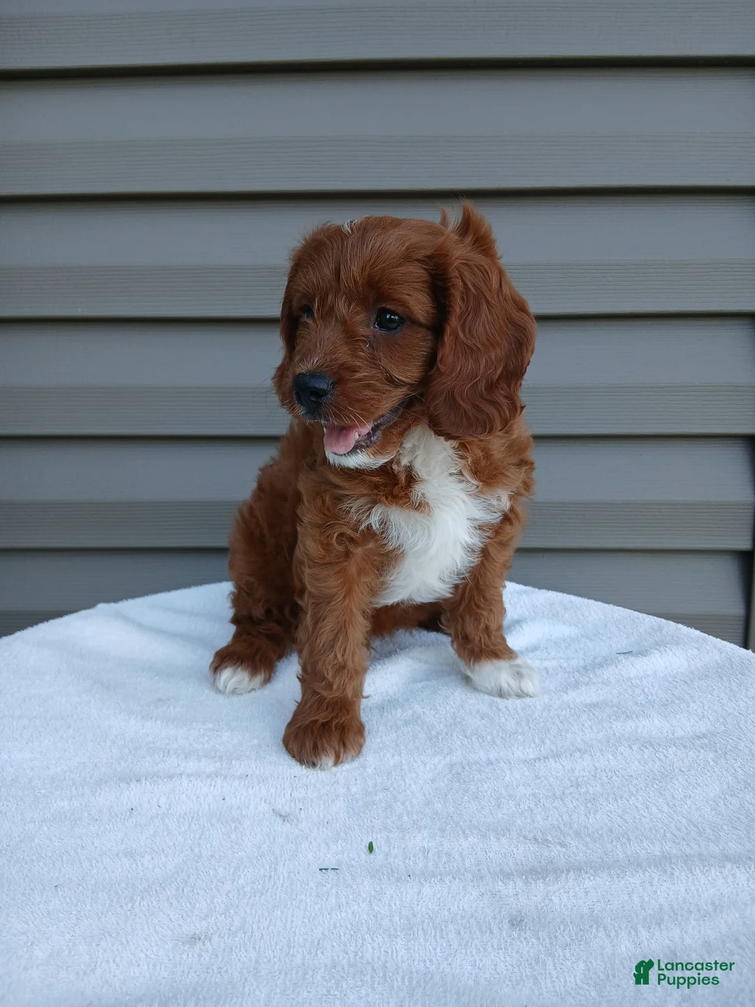 Cavapoo dogs for sale: Pepper - Ad 1