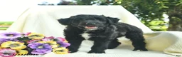 Bordoodle dogs for sale: Duke  - Ad 4