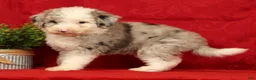 Mini Sheepadoodle dogs for sale: Bella - Ad 5