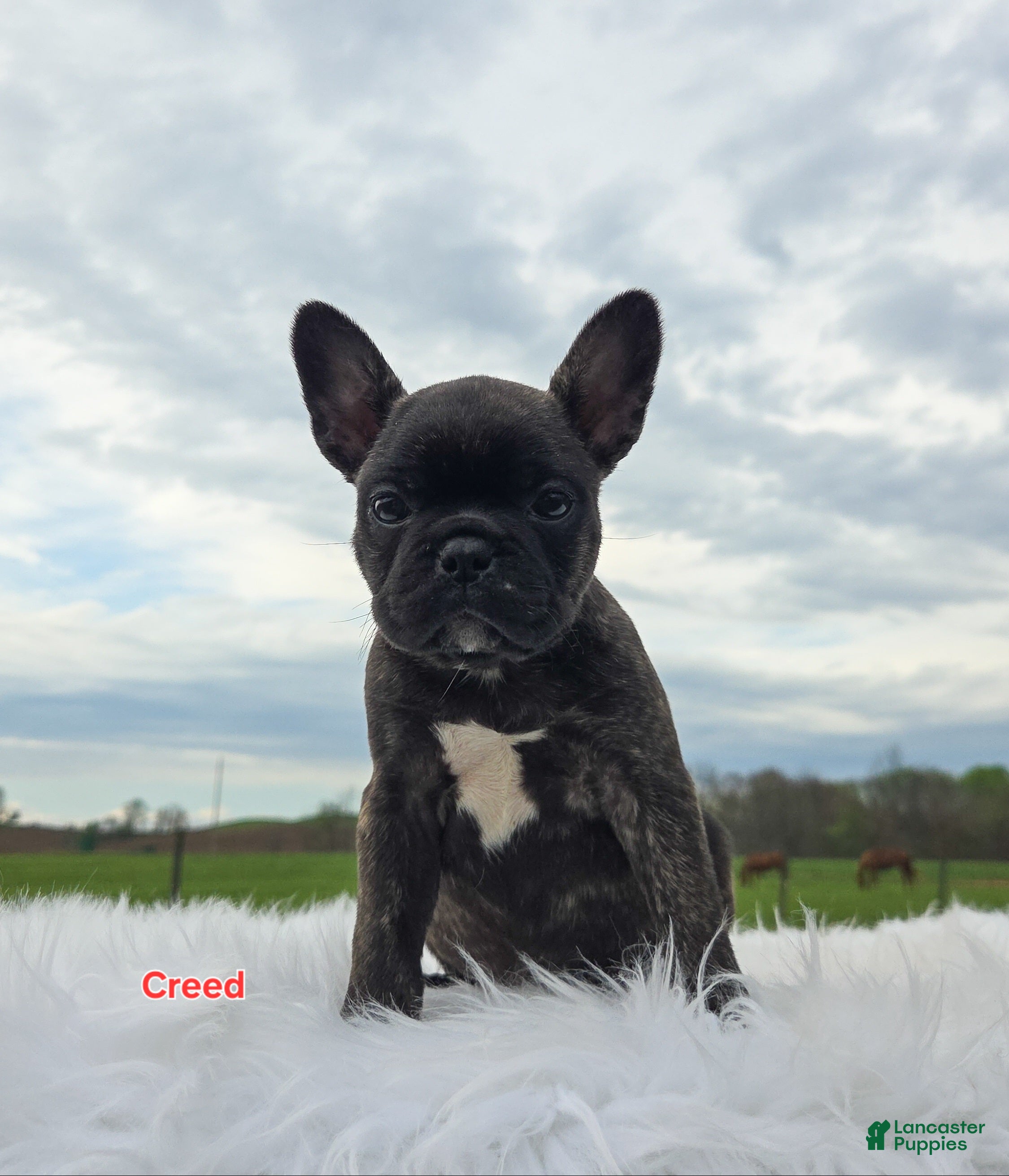 Frenchton dogs Creed - Ad 1