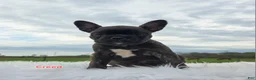 Frenchton dogs for sale: Creed - Ad 1