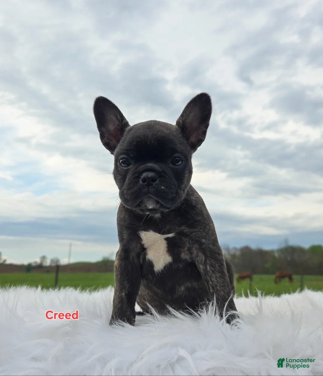 Frenchton dogs for sale: Creed - Ad 1