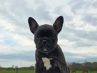 Frenchton dogs for sale: Creed - Ad 2