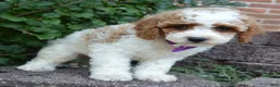Cavapoo dogs for sale: Cora - Ad 7