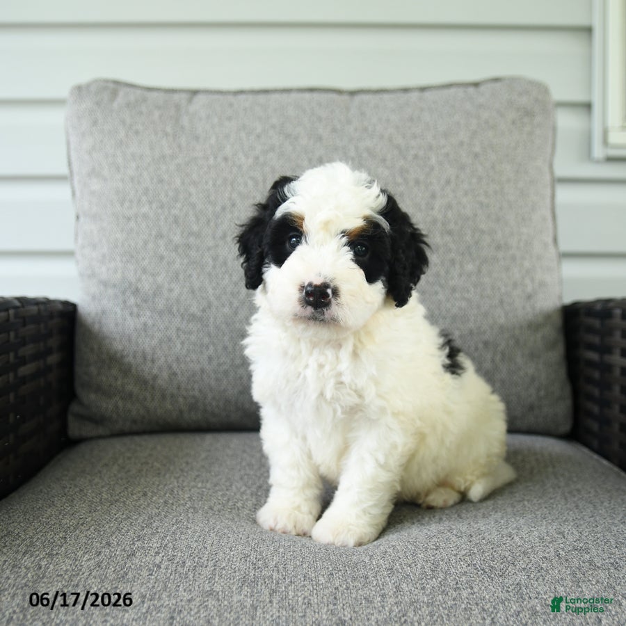 Bernedoodle dogs Smores - Ad 1