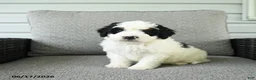 Bernedoodle dogs for sale: Smores - Ad 1
